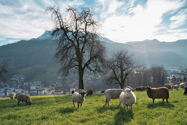 Wanderschäfer | Sonnenberg