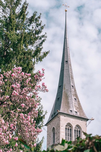 Hofkirche mit Magnolienblumen
