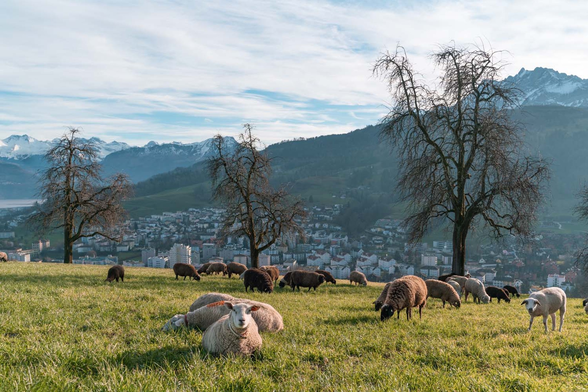 Wanderschäfer | Sonnenberg