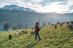 Wanderschäfer | Sonnenberg