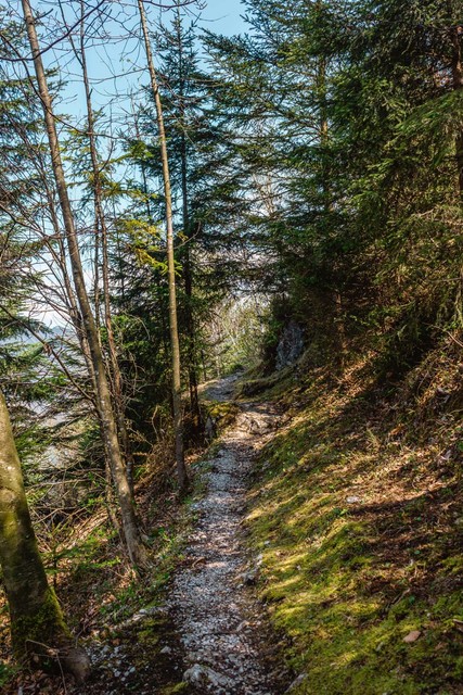 Waldstätterweg Etappe 7 | Wanderweg Wald